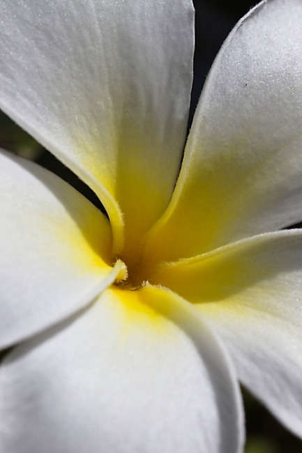 Fleurs Nanthawan Aout 2010-018